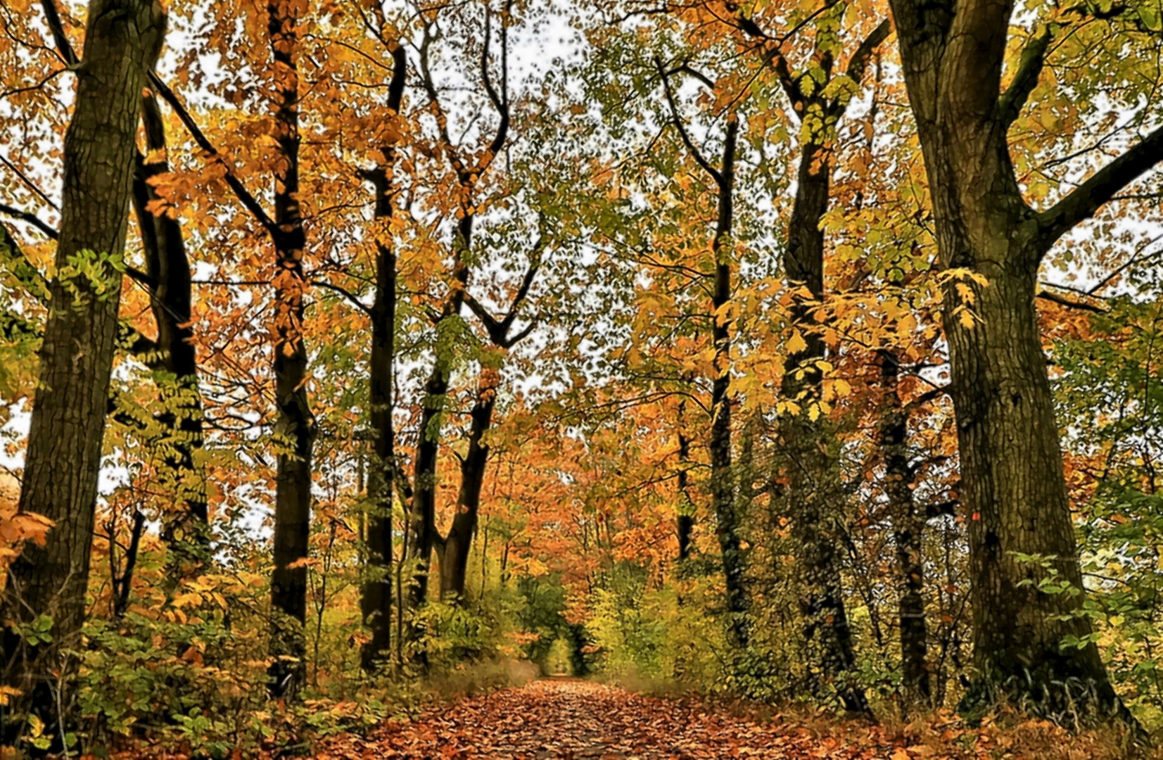 Herbstwald