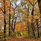 Herbstwald