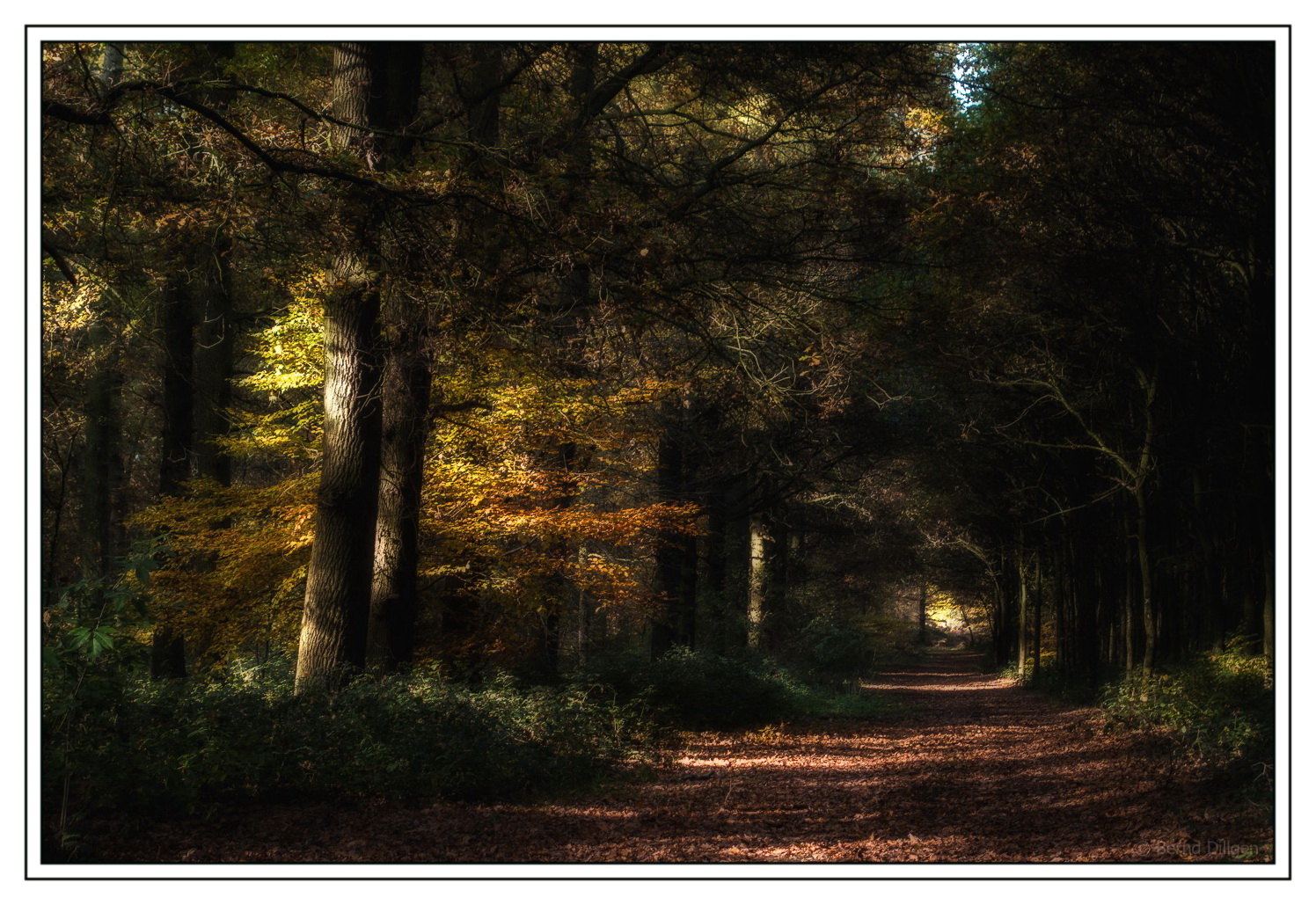 Herbstwald....