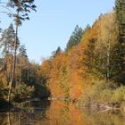 Herbstwald