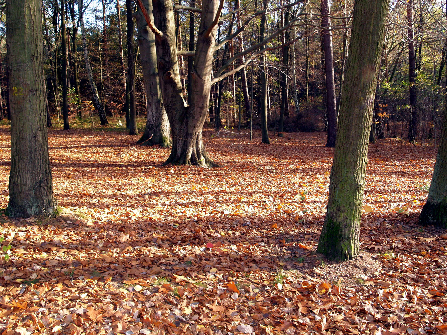 Herbstwald