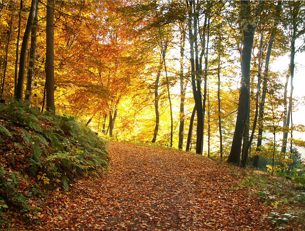 Herbstwald