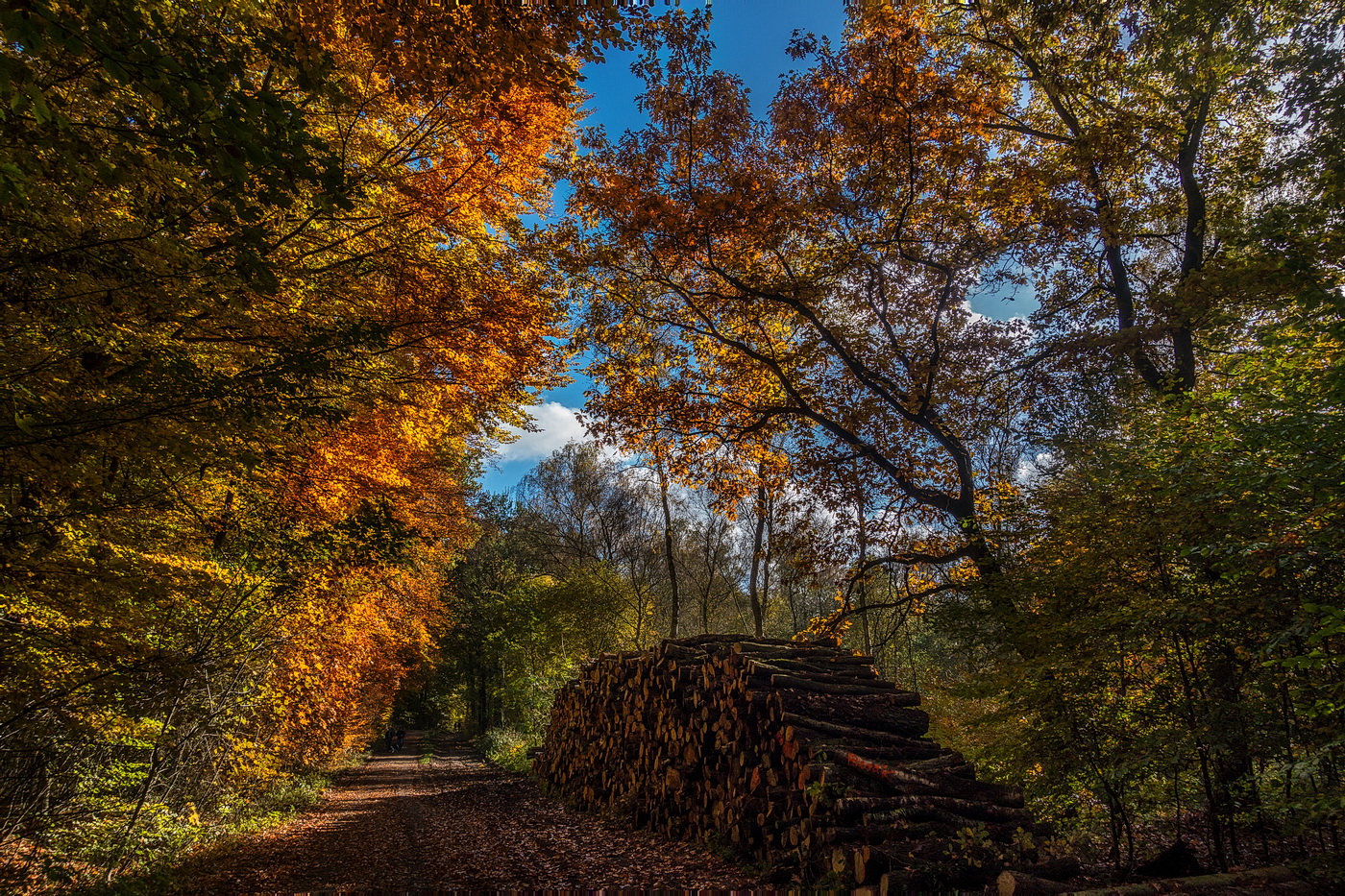 Herbstwald...