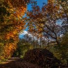 Herbstwald...