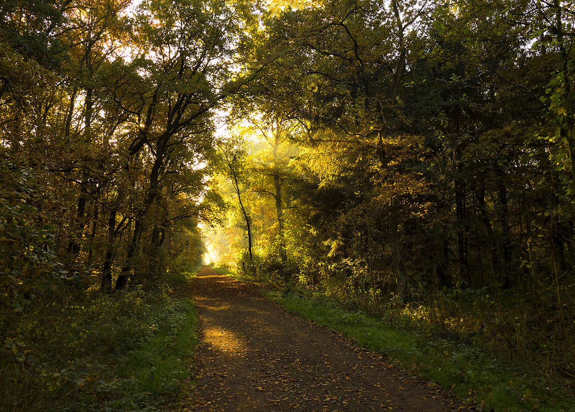 Herbstwald 