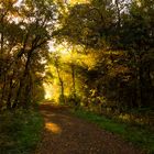 Herbstwald 