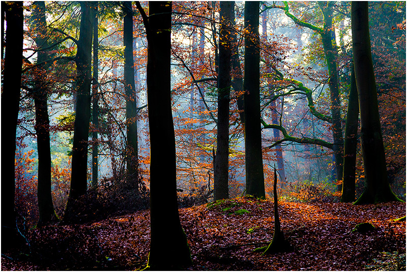 Herbstwald