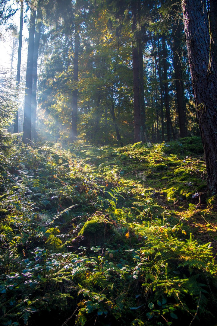 Herbstwald