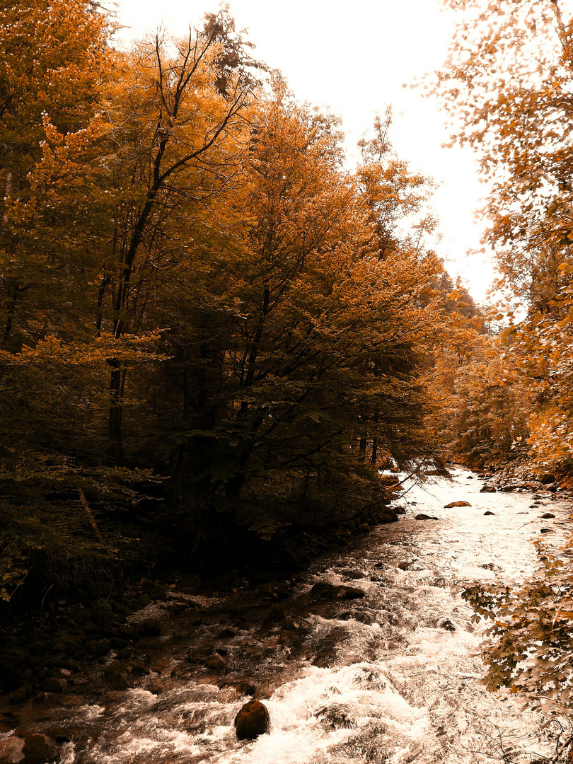 Herbstwald