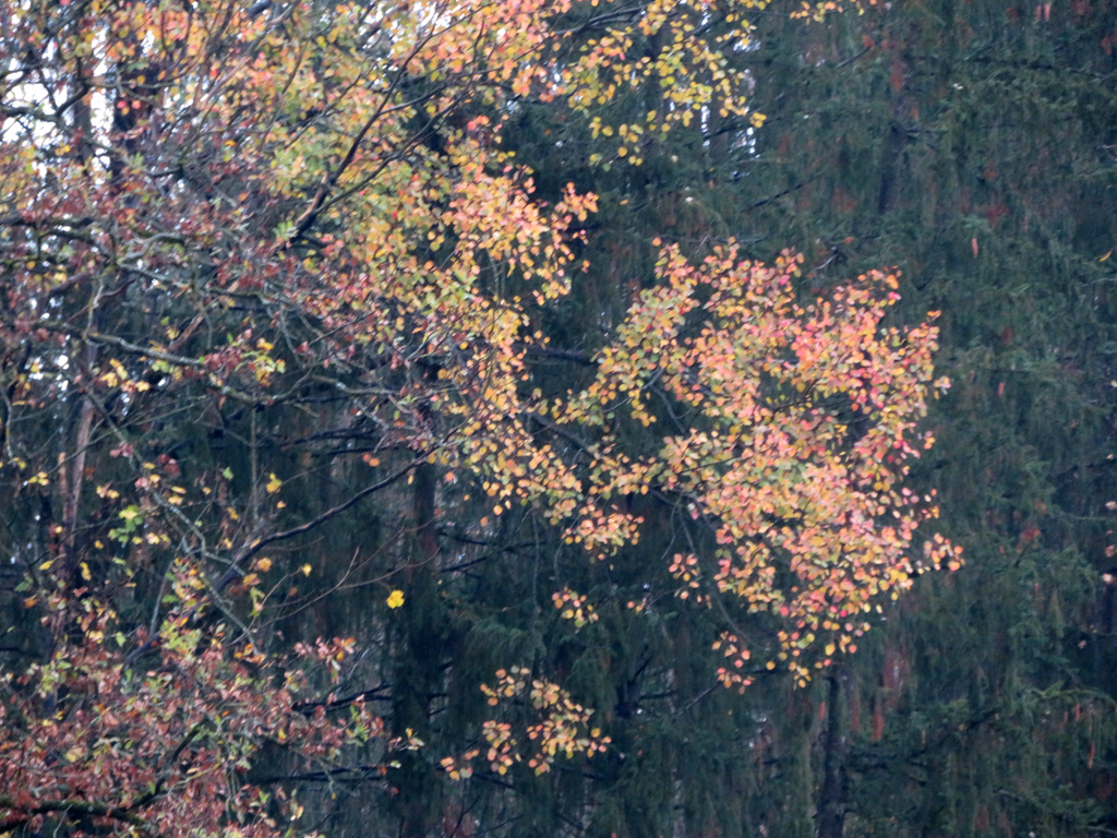  Herbstwald 