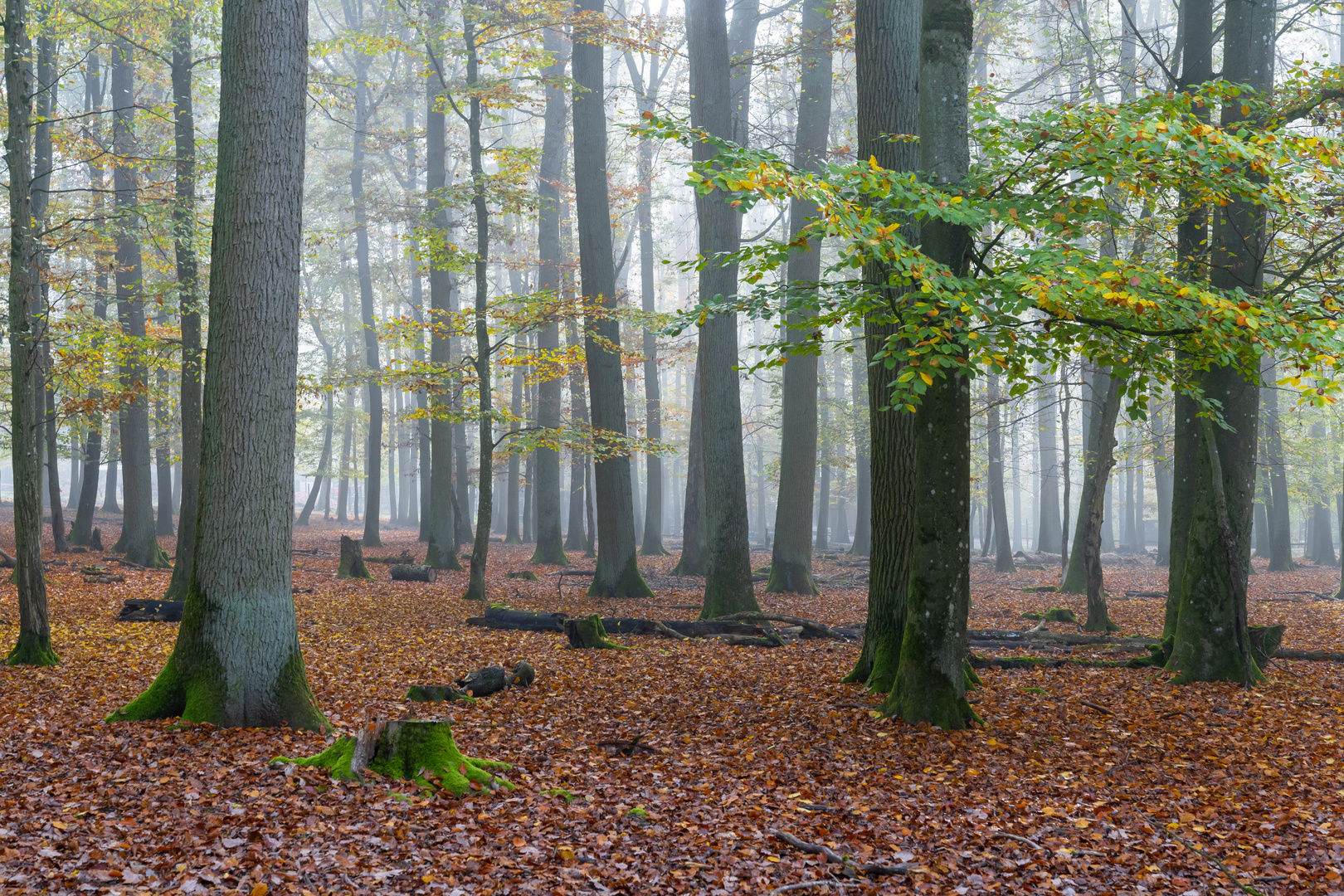 Herbstwald 