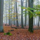 Herbstwald 