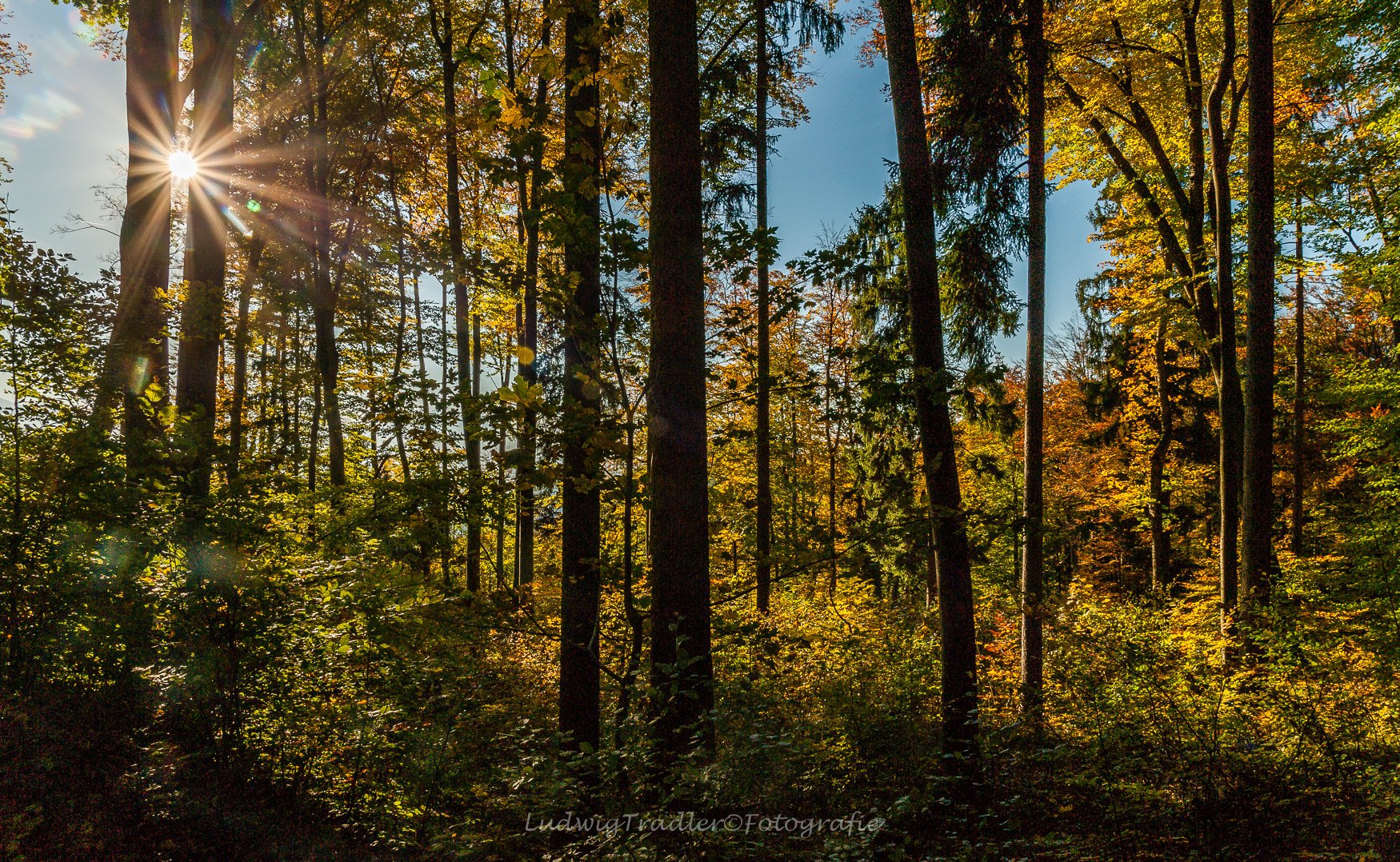 Herbstwald