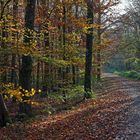 Herbstwald