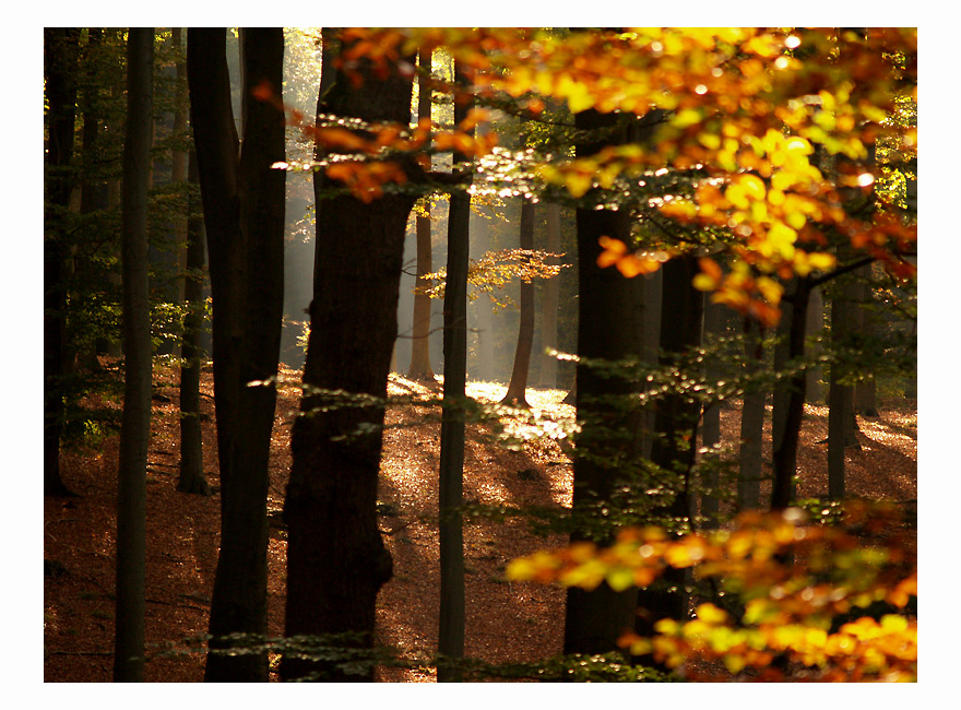 ~HerbstWald~