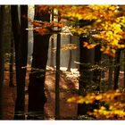 ~HerbstWald~