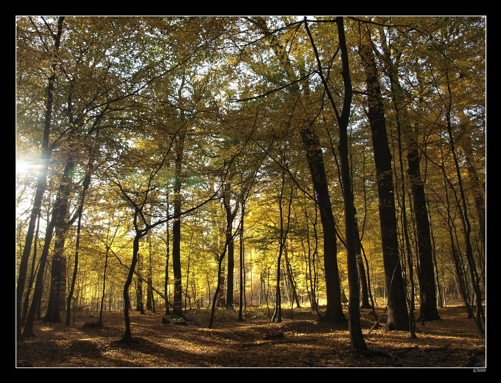 Herbstwald