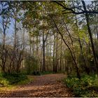 Herbstwald