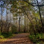 Herbstwald