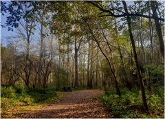 Herbstwald