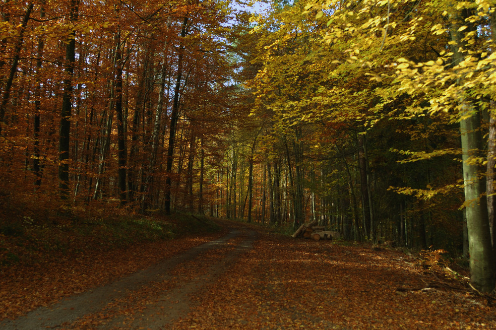 herbstwald