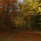 herbstwald