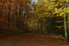 herbstwald