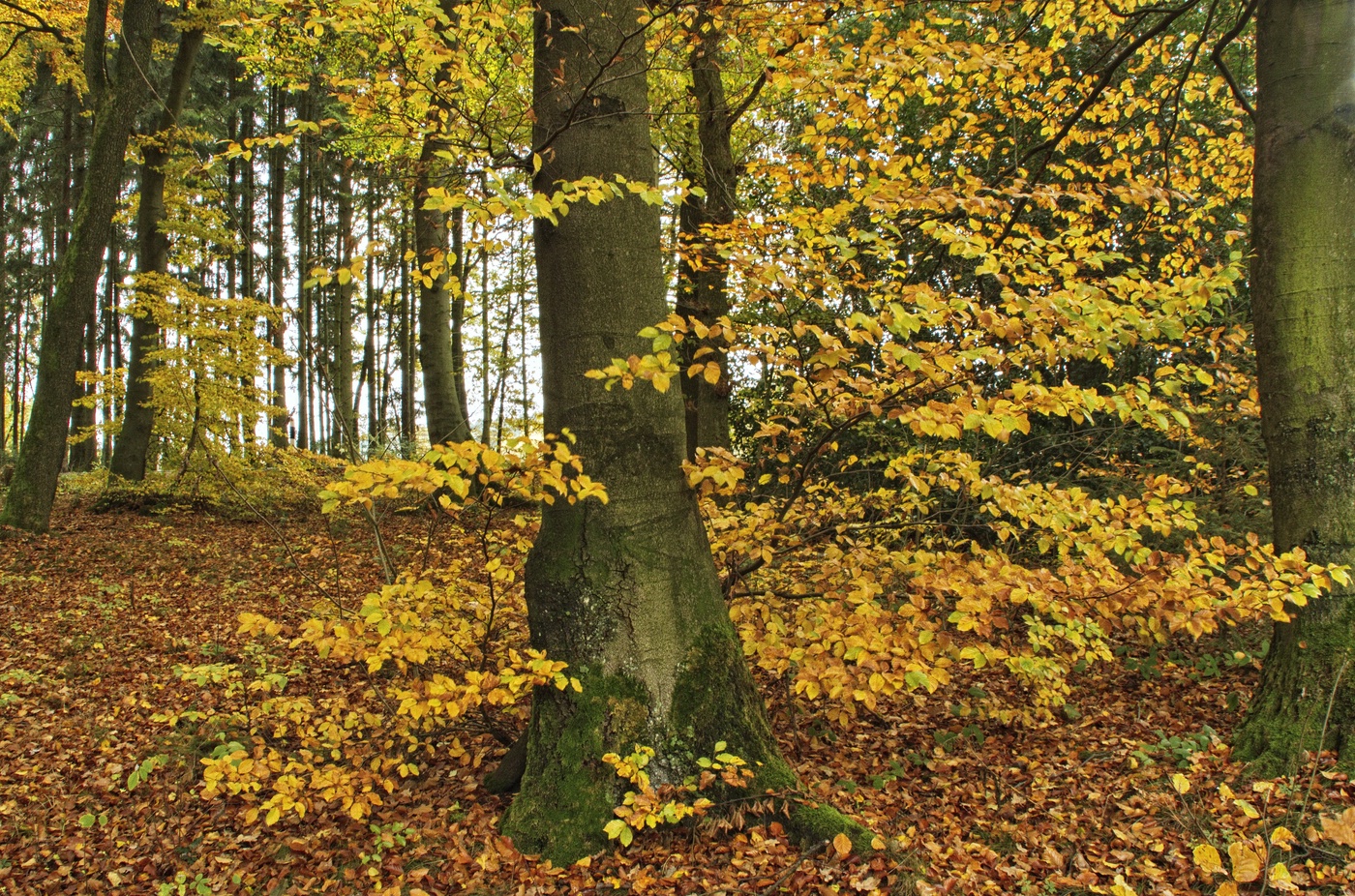 Herbstwald