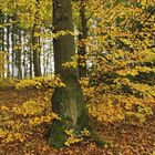 Herbstwald