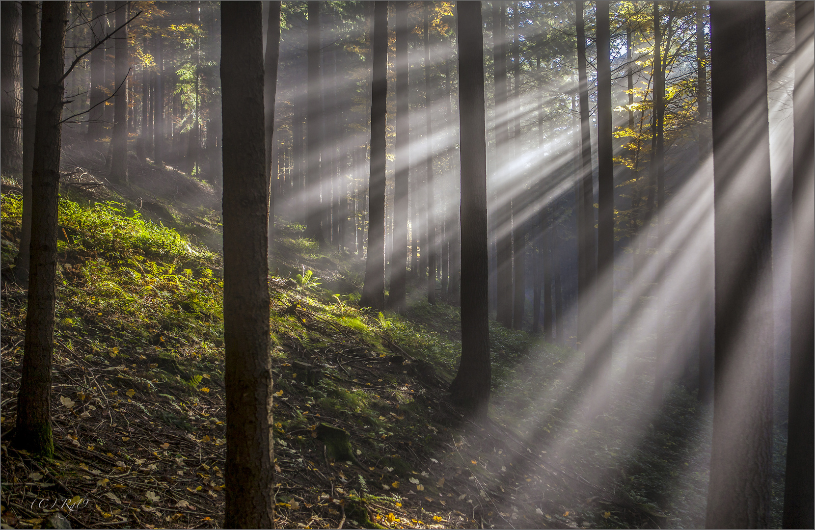 herbstwald 