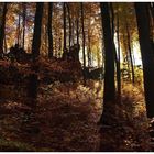 Herbstwald