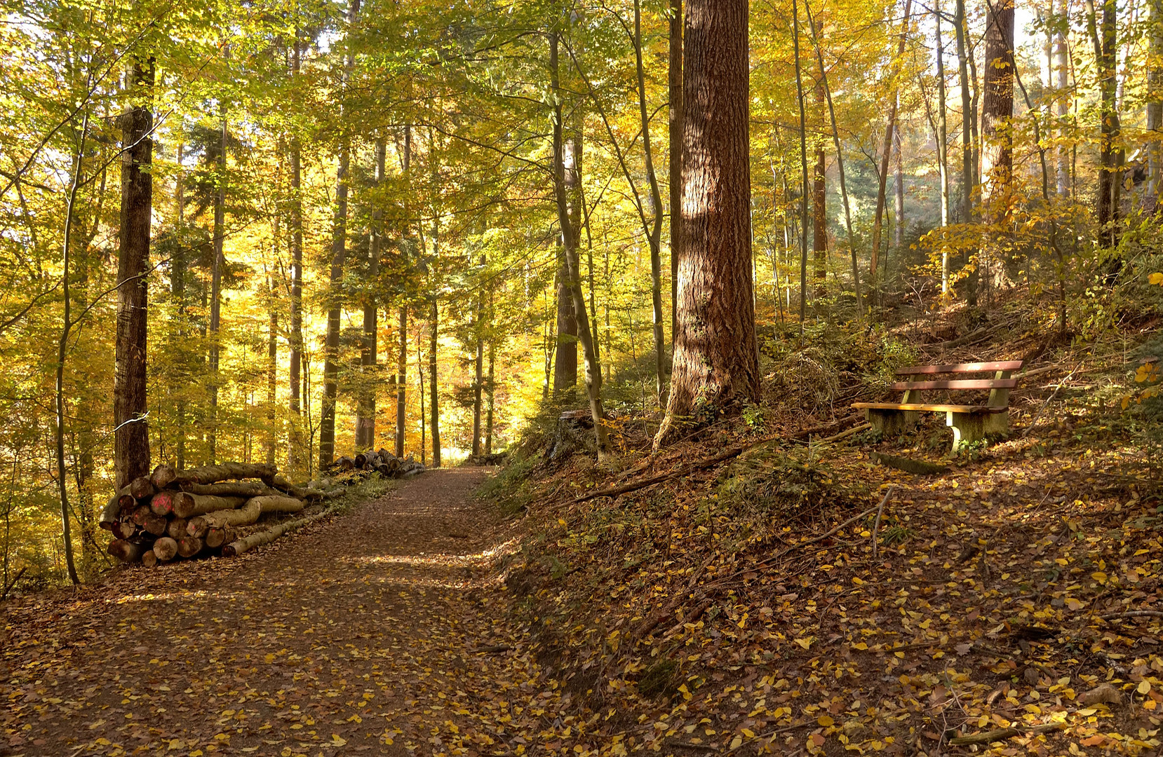 Herbstwald