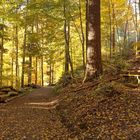 Herbstwald