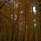 Herbstwald