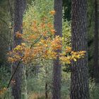 Herbstwald