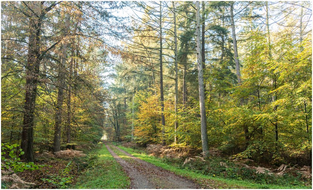 Herbstwald