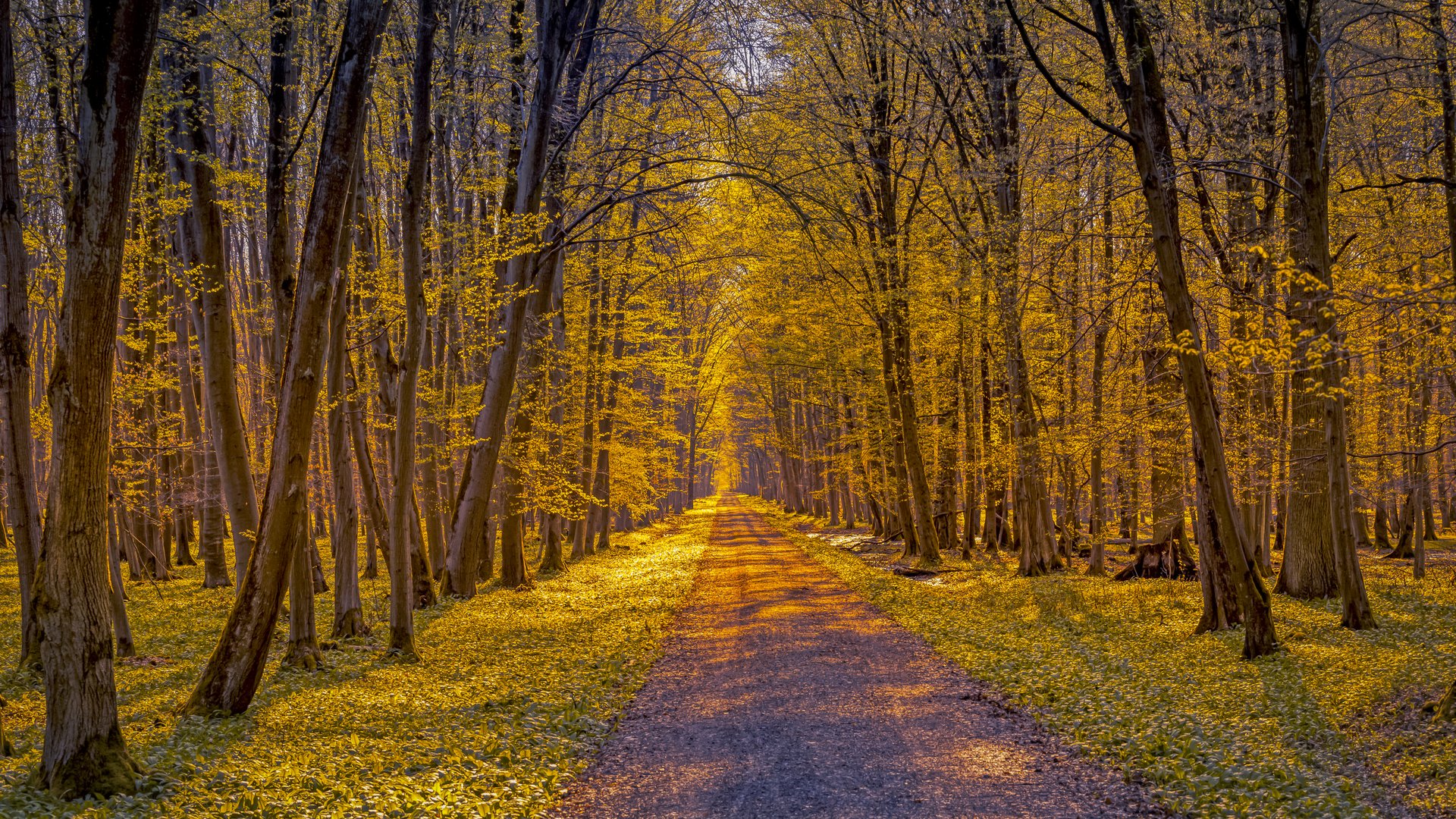 Herbstwald