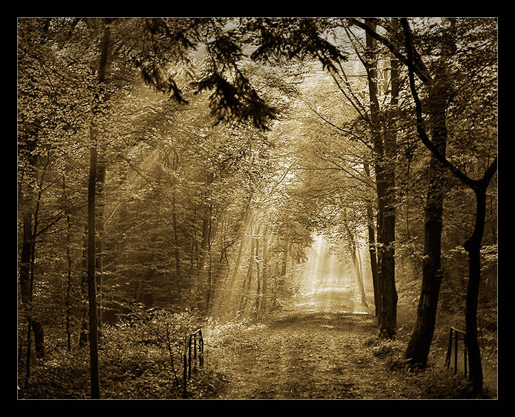 Herbstwald