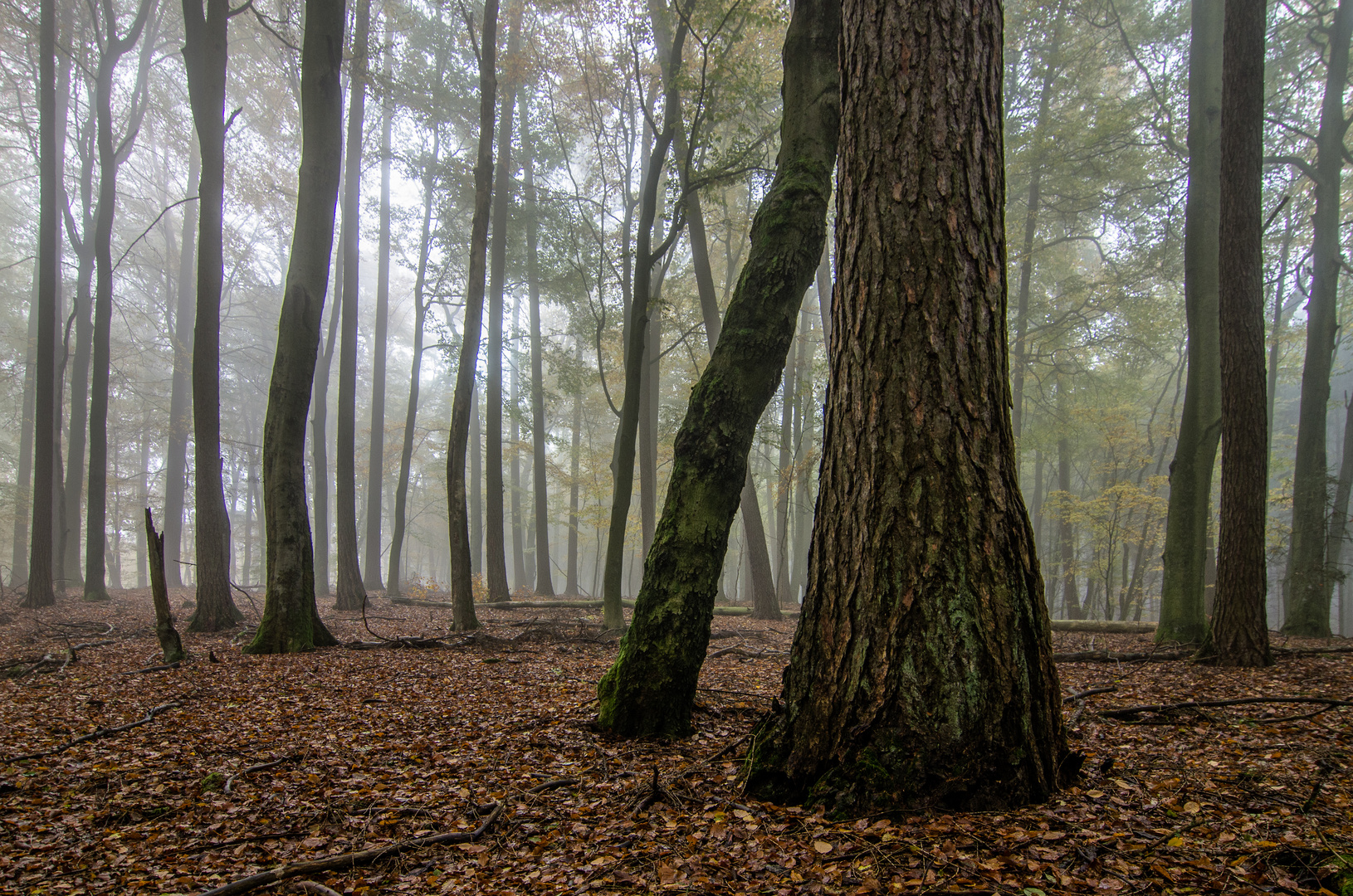 Herbstwald