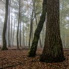 Herbstwald