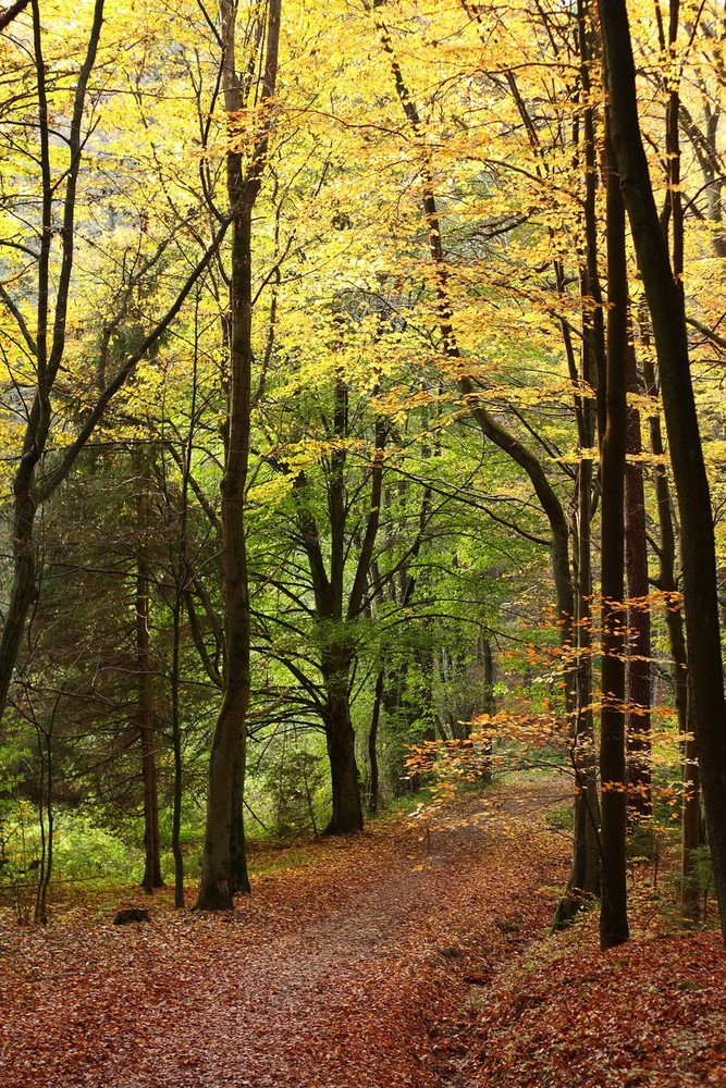 Herbstwald