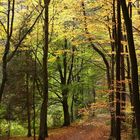 Herbstwald