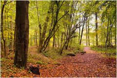 Herbstwald