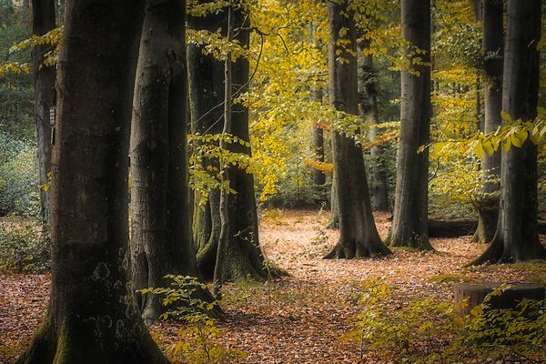 Herbstwald