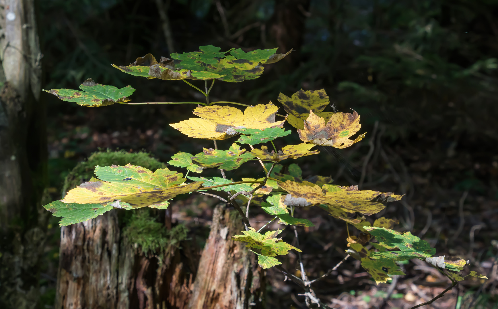 HERBSTWALD