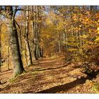 herbstwald