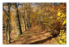 herbstwald