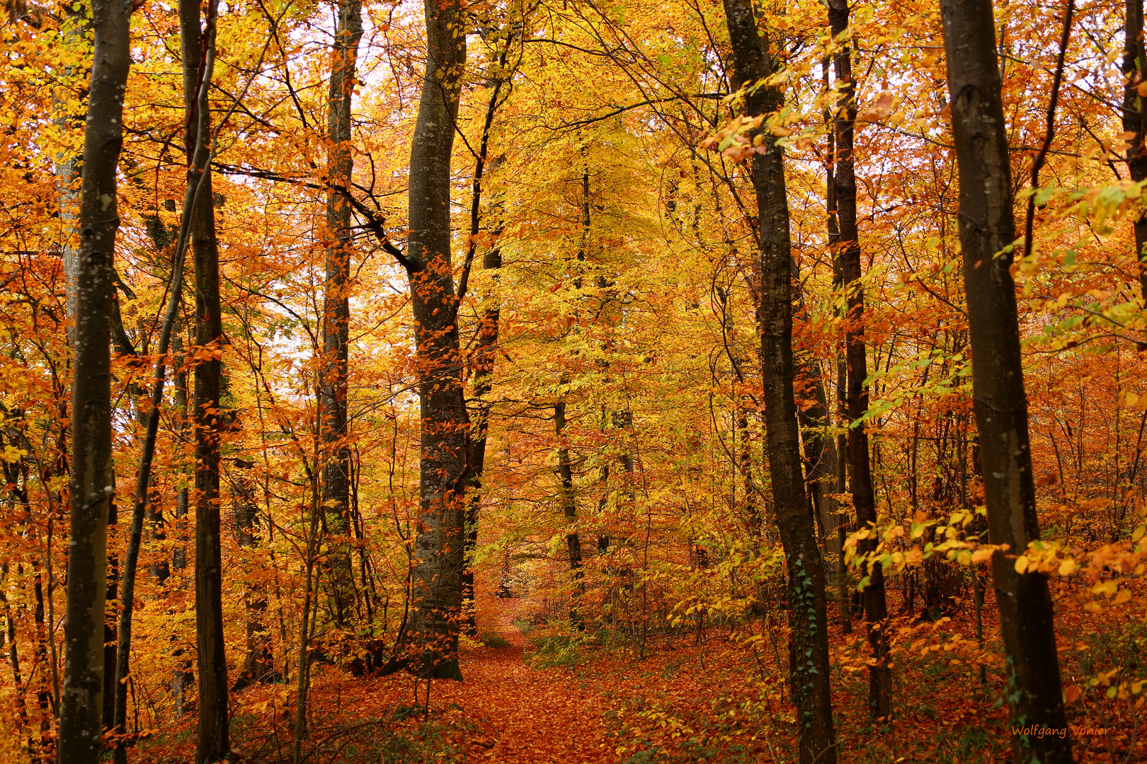 Herbstwald