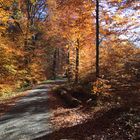 Herbstwald