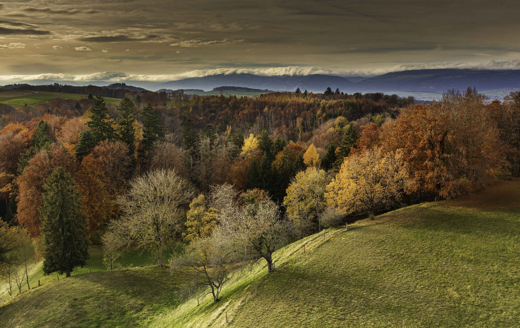 Herbstwald